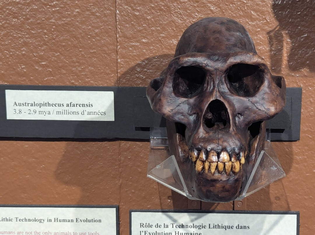 Musée Redpath-蒙特利尔必去景点