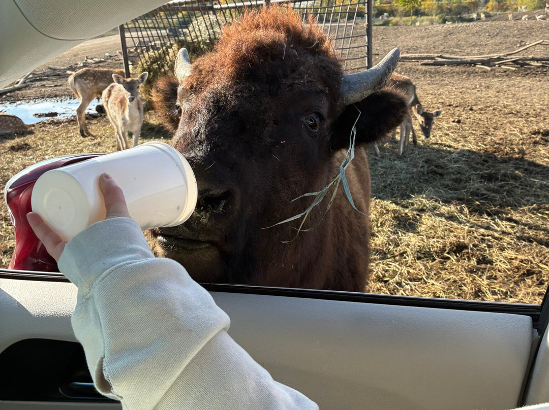 African Safari Wildlife Park-克林顿港必去景点