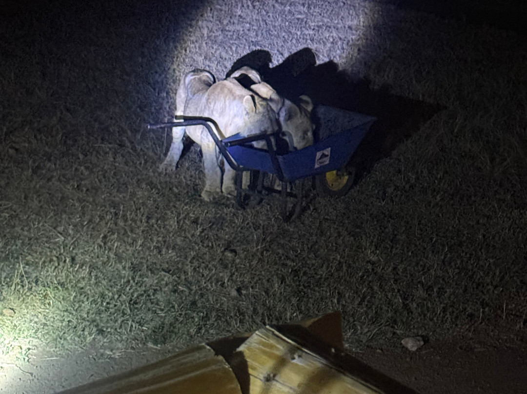 OSOTUA TENTED CAMPS-Ikoma必去景点