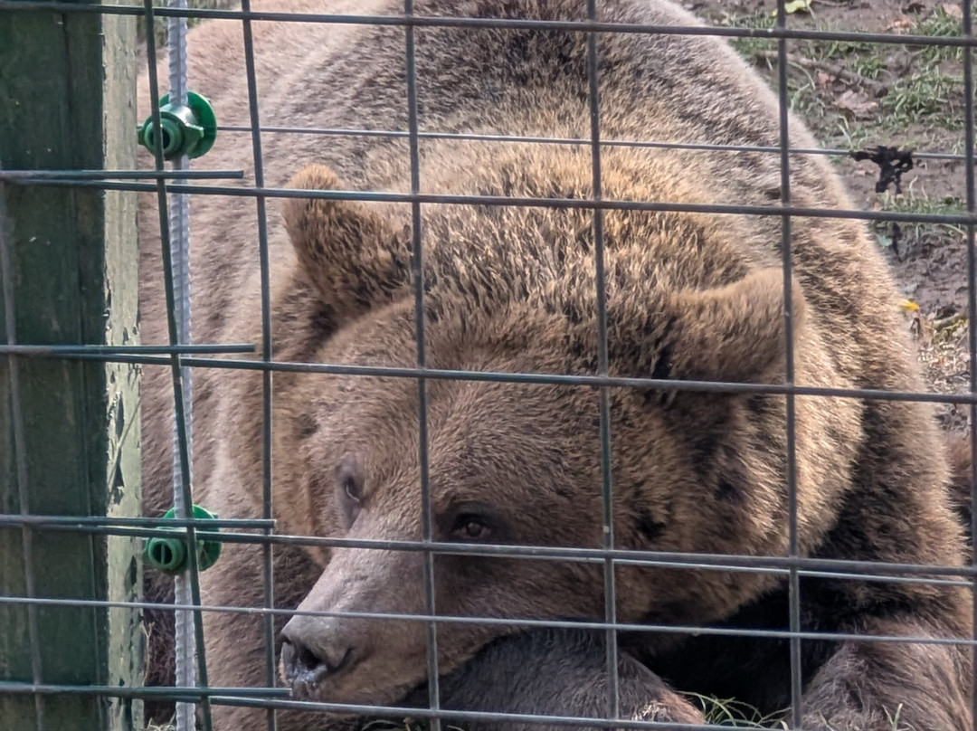 Libearty Bear Sanctuary Zarnesti-Zarnesti必去景点