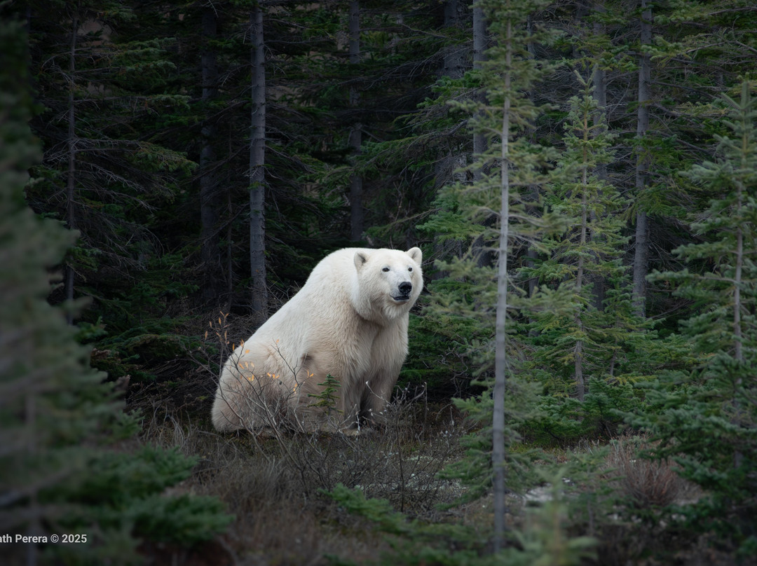 Discover Churchill Tours-丘吉尔必去景点