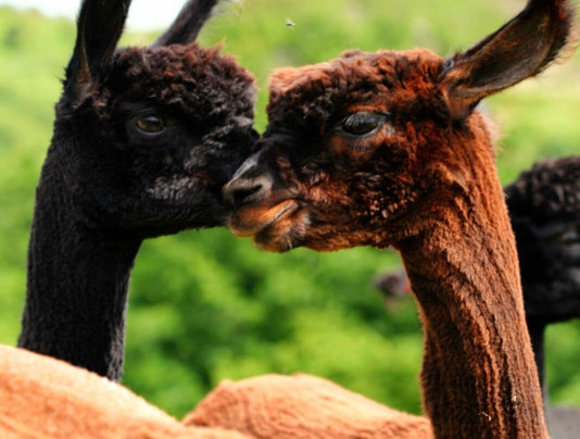 Fedwen Farm-Cwmafan必去景点