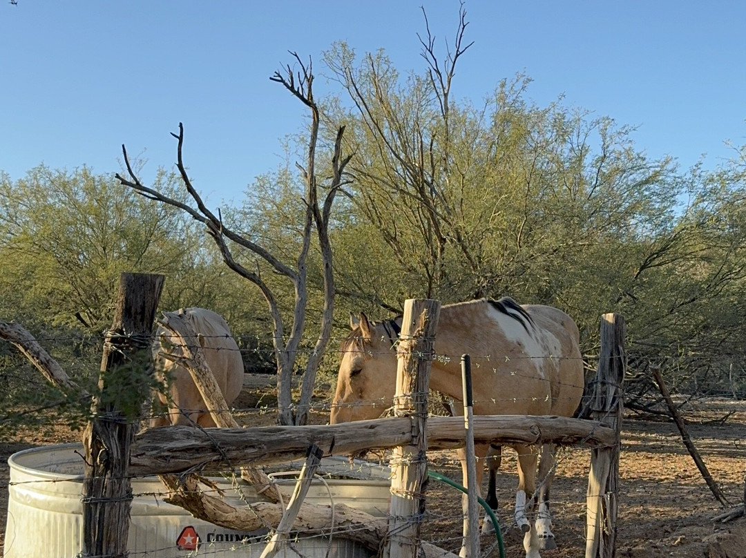 Kay El Bar Guest Ranch-Wickenburg必去景点