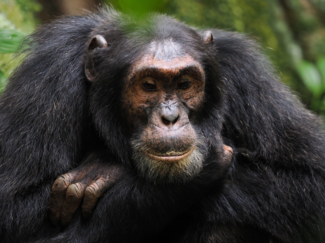 Achieve Global Safaris-坎帕拉必去景点