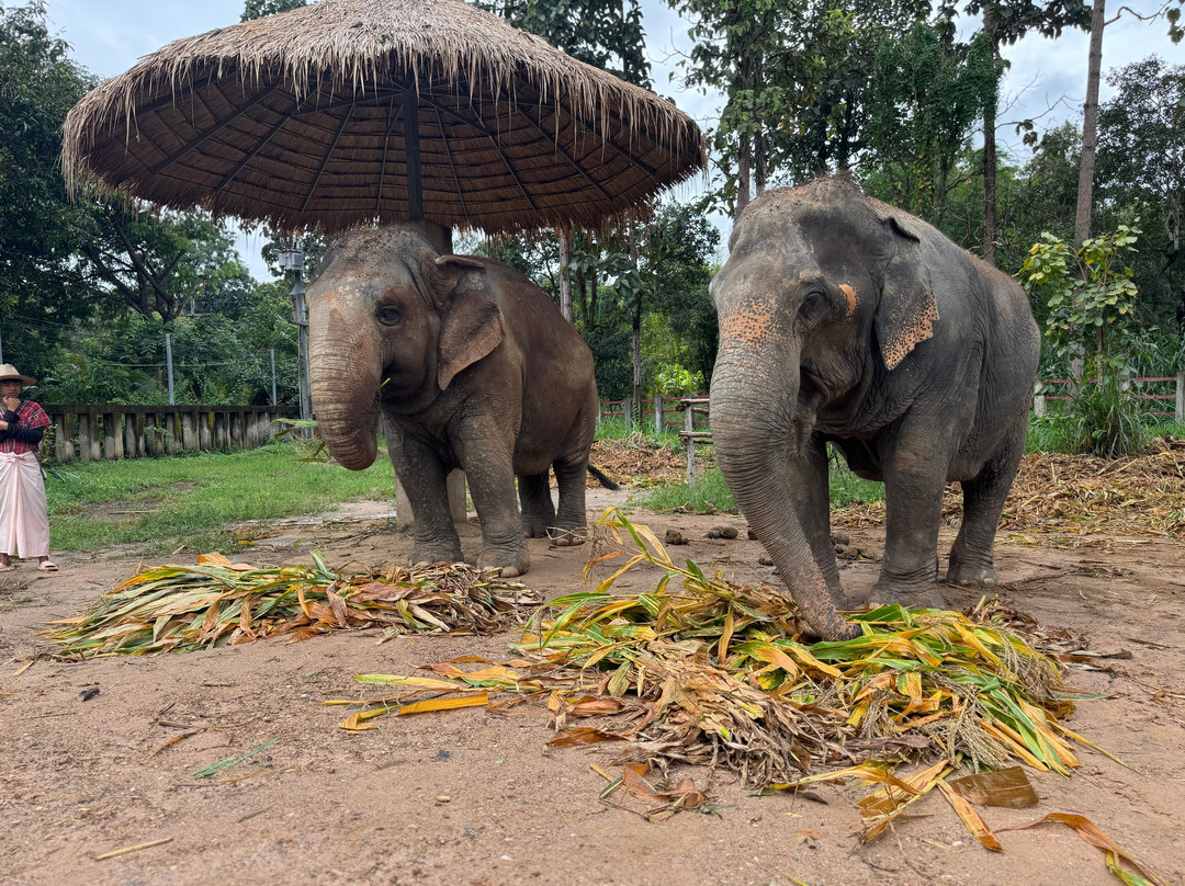 Maerim Elephant Sanctuary-夜林必去景点