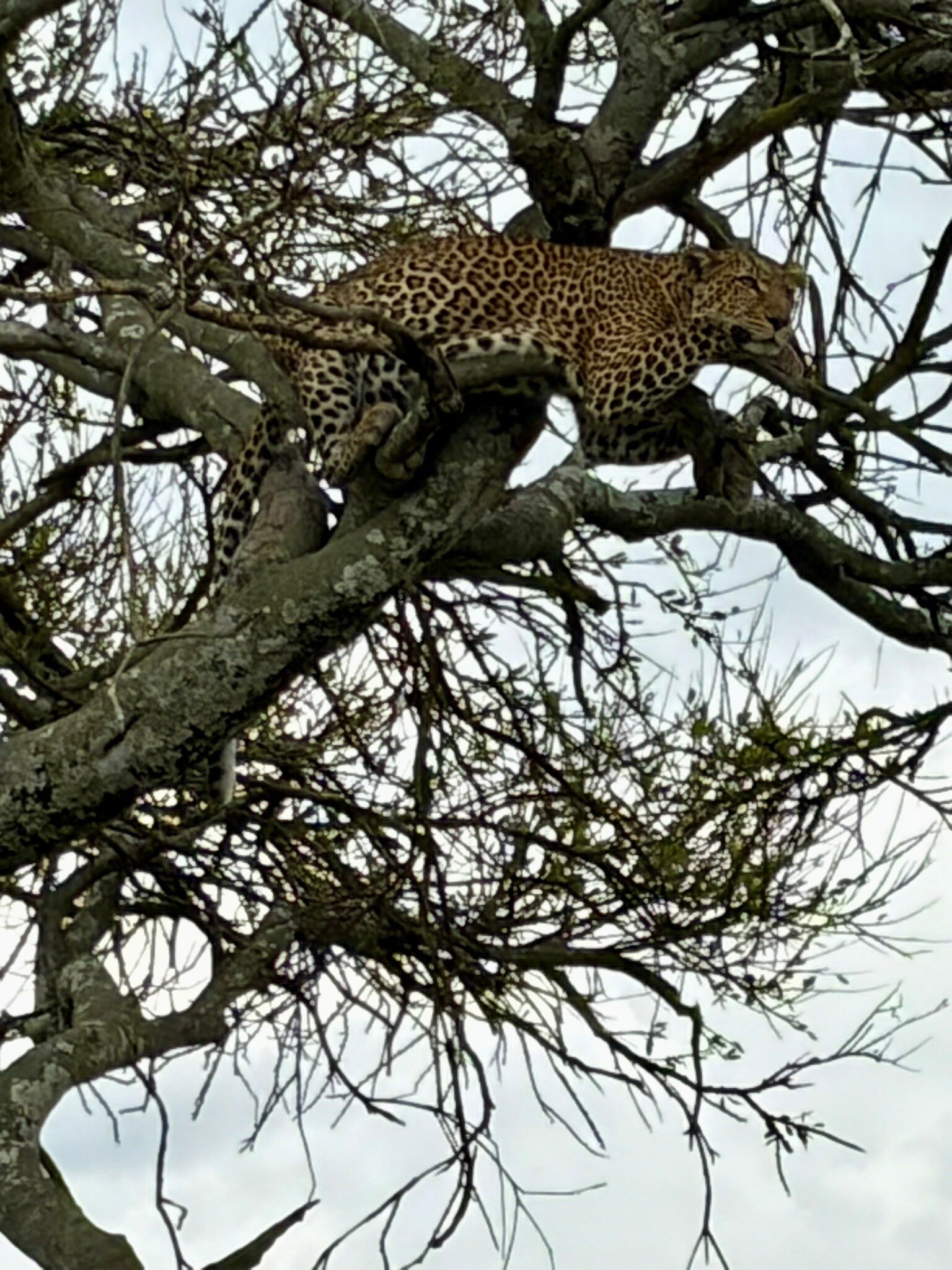 安加马马拉全包式酒店-官方
