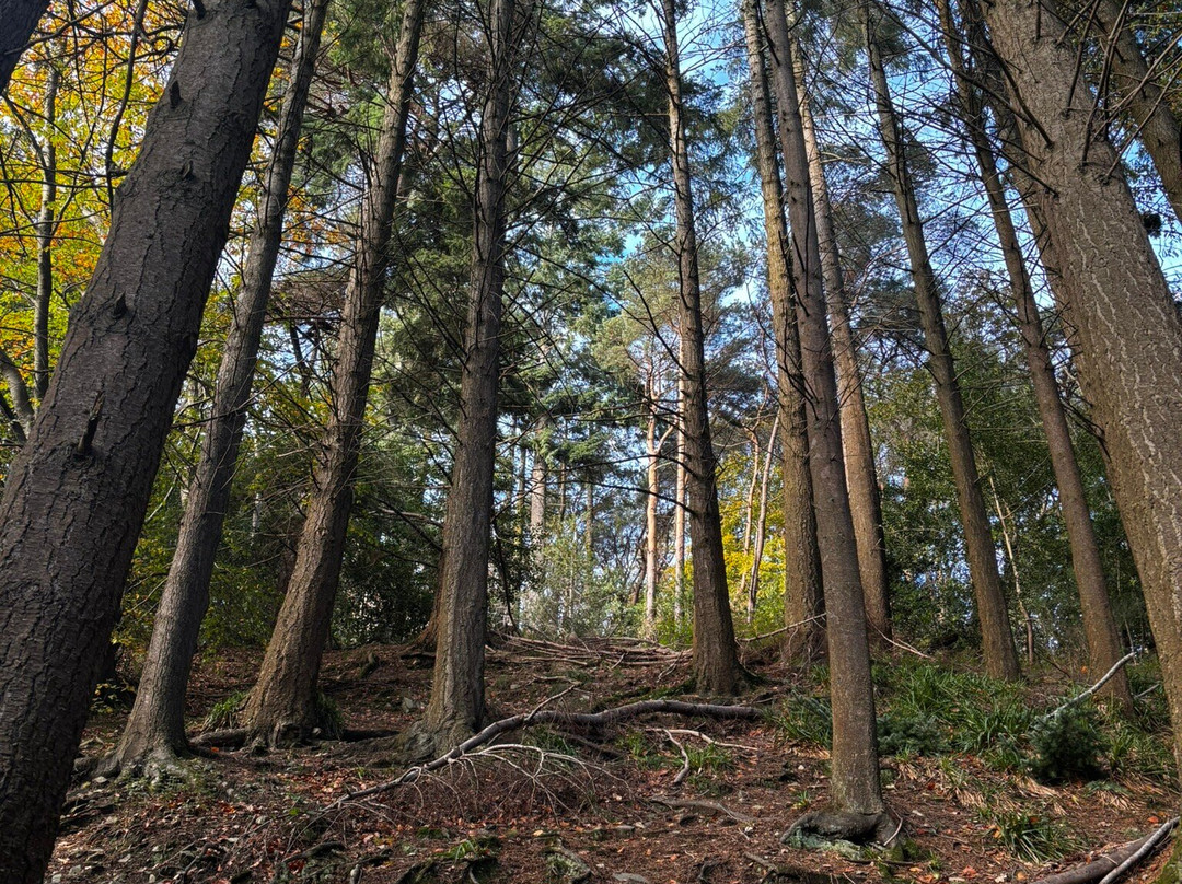 Glen Of The Downs Nature Reserve-Delgany必去景点