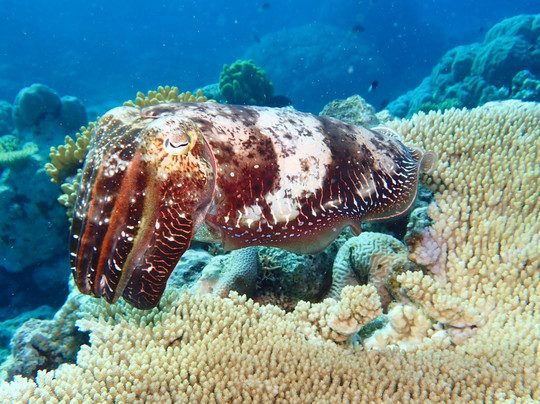 Mike Ball Dive Expeditions-凯恩斯必去景点