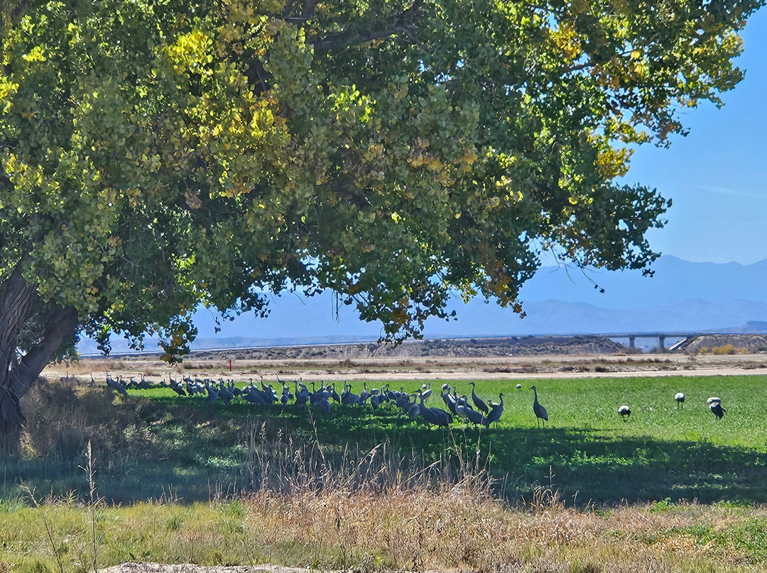 Ladd S. Gordon Waterfowl Complex - Bernardo-索科罗必去景点