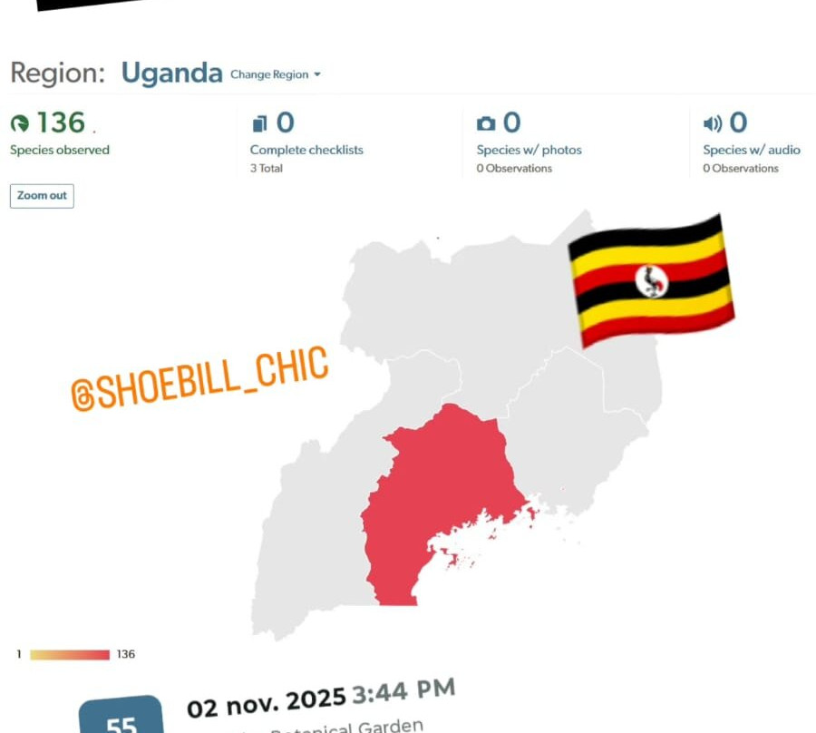 Shoebill Watch-恩德培必去景点