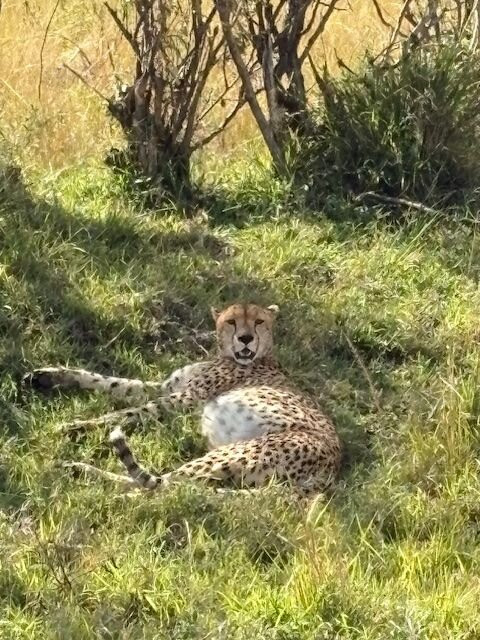 Leopard Orchid Safaris-内罗毕必去景点