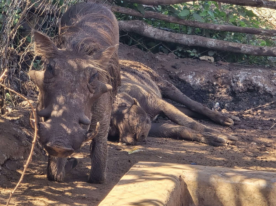 Bora Bora Wildlife Park-迪亚尼必去景点