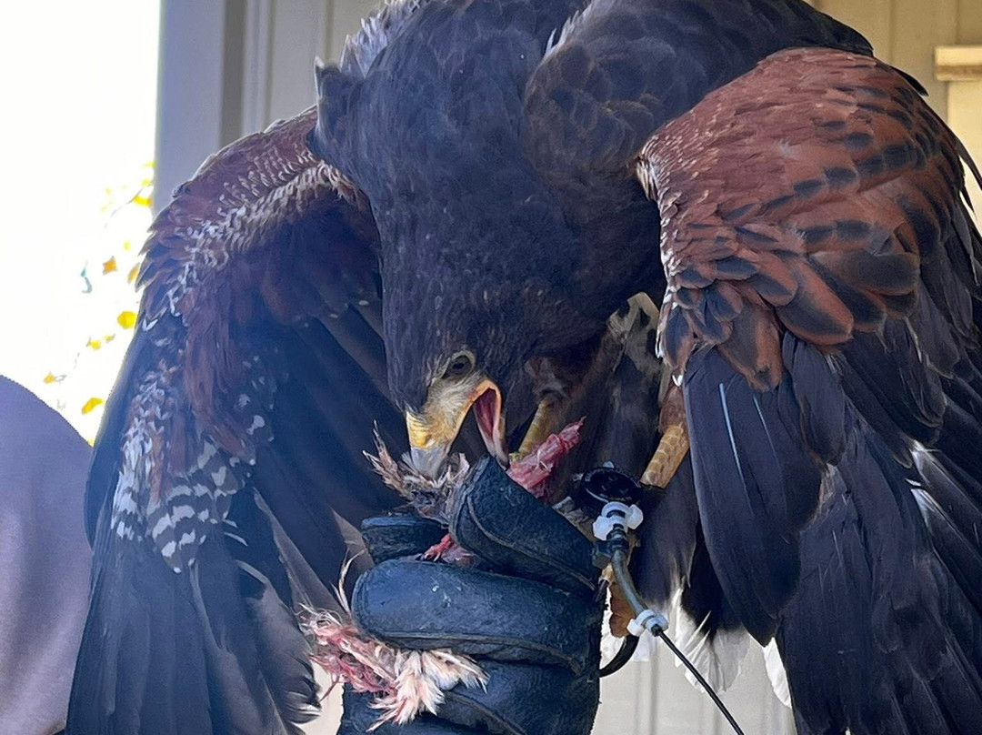 Masters Of The Skies-霍利必去景点