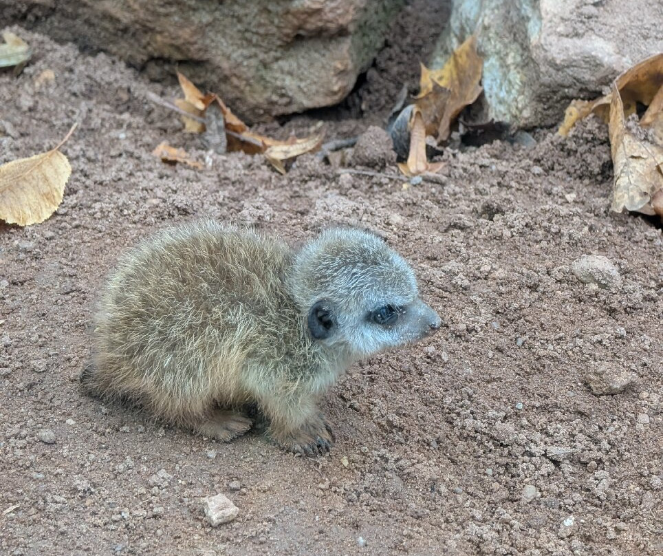 Tiergarten Eisenberg-Eisenberg必去景点