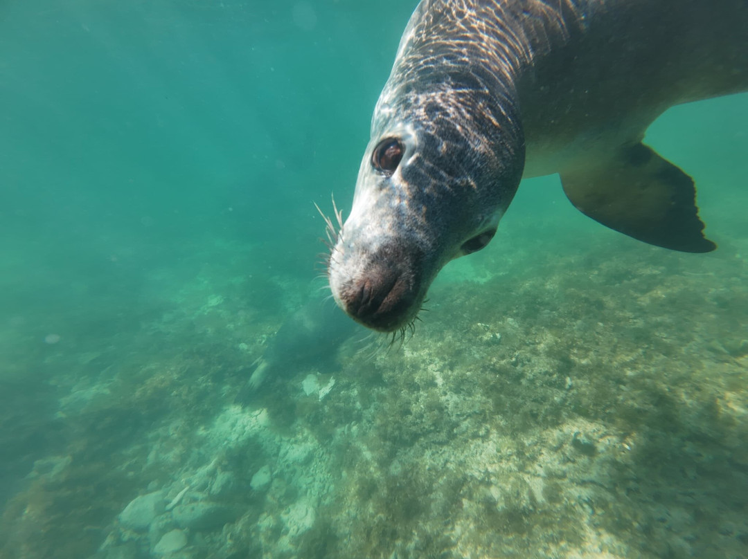 Lobster Shack Sea Lion Tour
