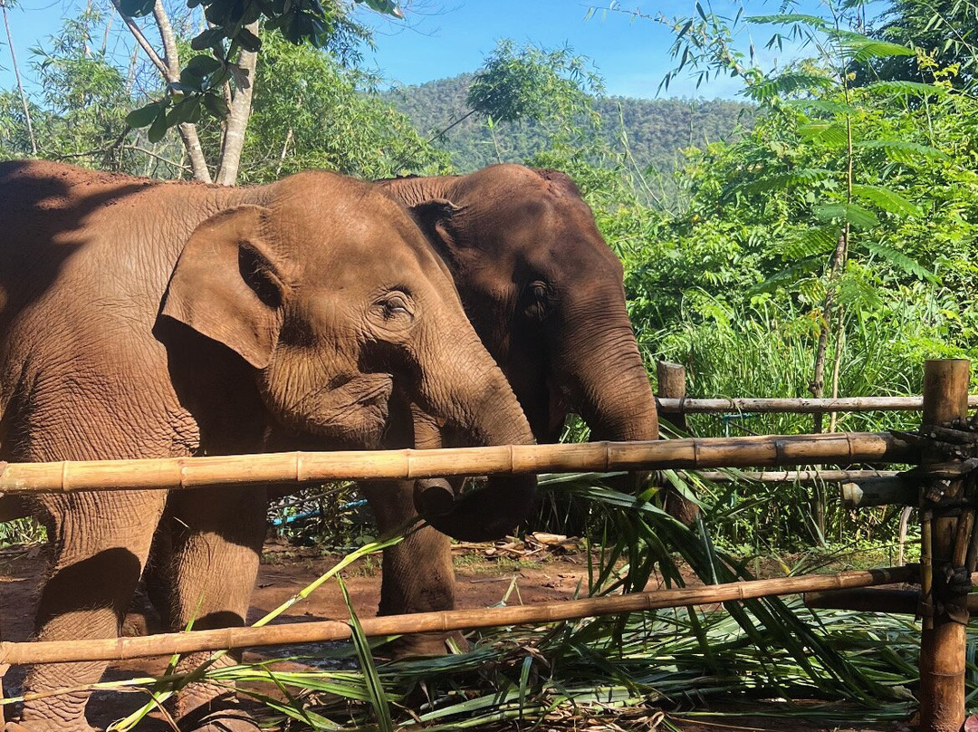 Elephant Sanctuary Care Park-清迈必去景点