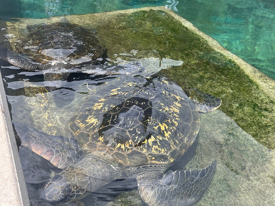 Reefworld Aquarium-尤兰根必去景点