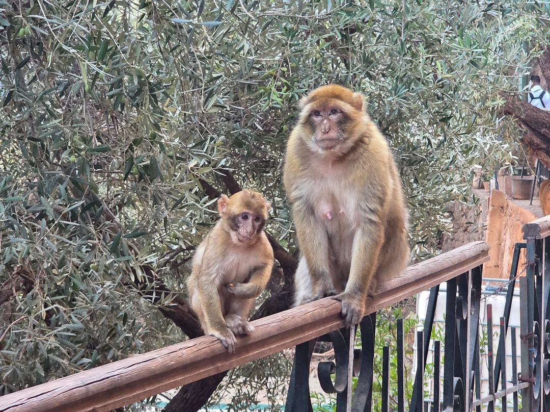 Ouzoud Falls-Ouzoud必去景点