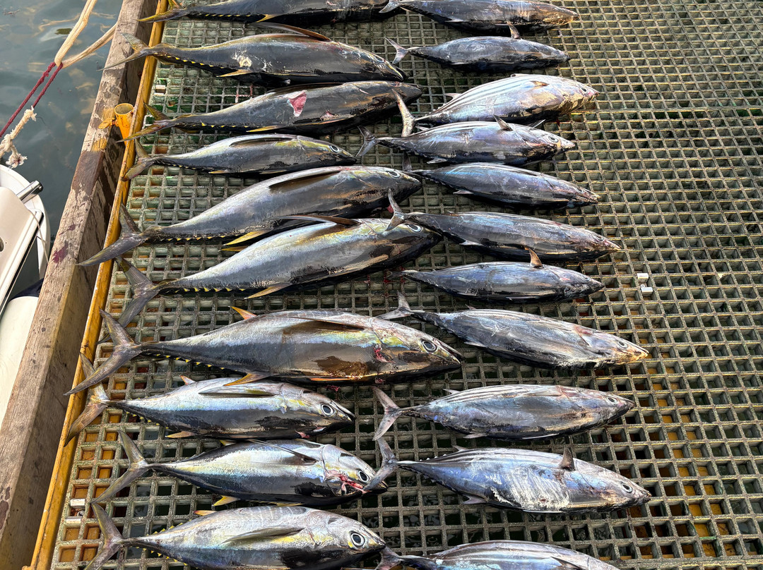 Fish Whisperer-黑河必去景点