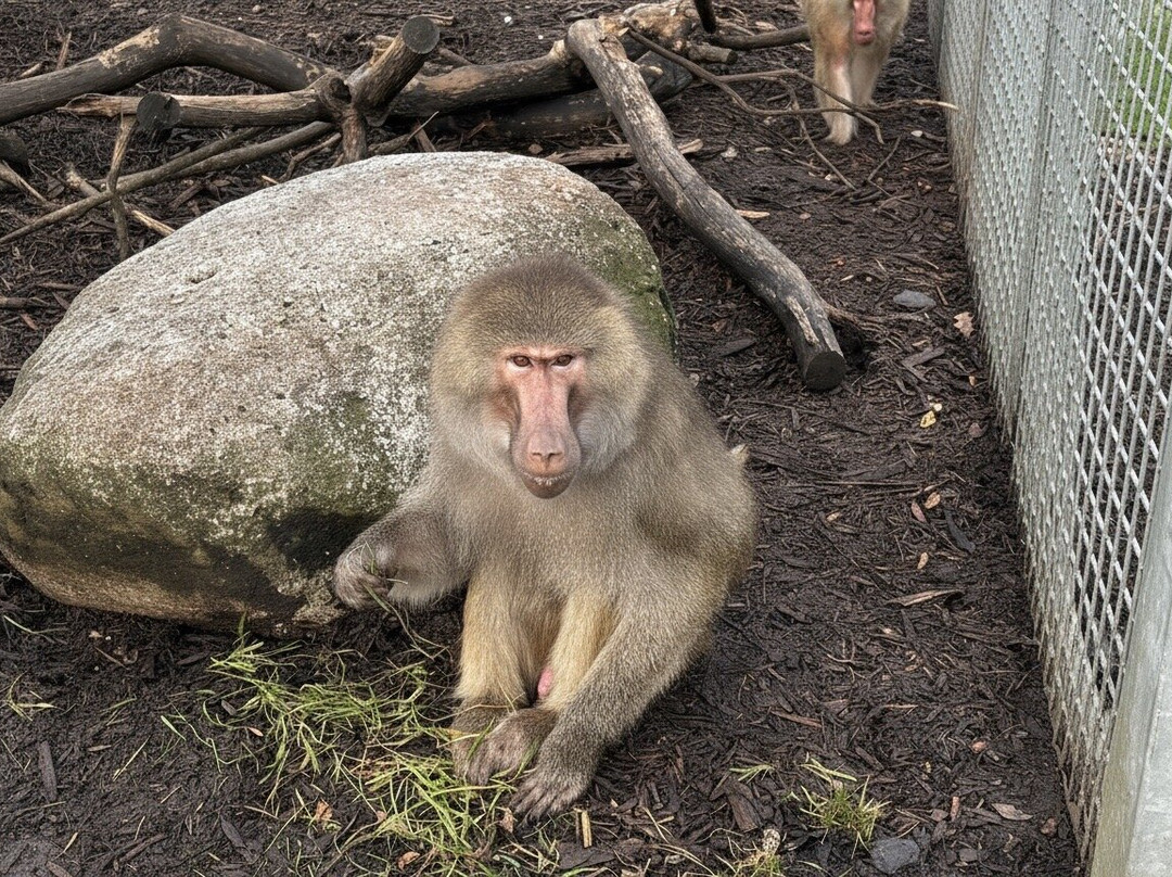 Wales Ape and Monkey Sanctuary-Abercraf必去景点