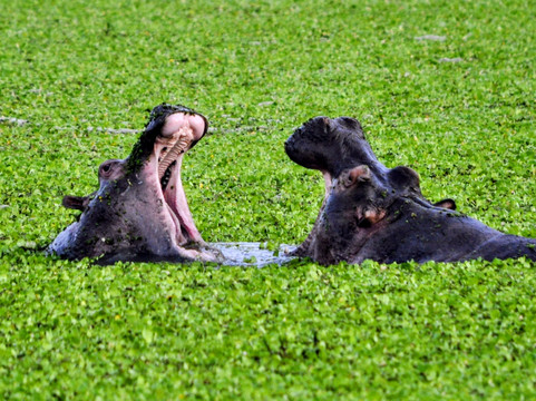 Pamoja Tours & Travel-恩德培必去景点