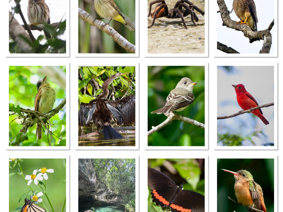 Birding with Steven-普拉亚德尔卡曼必去景点