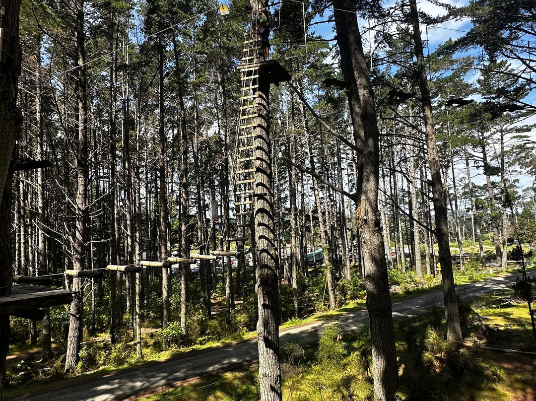 Tree Adventures-伍德山必去景点