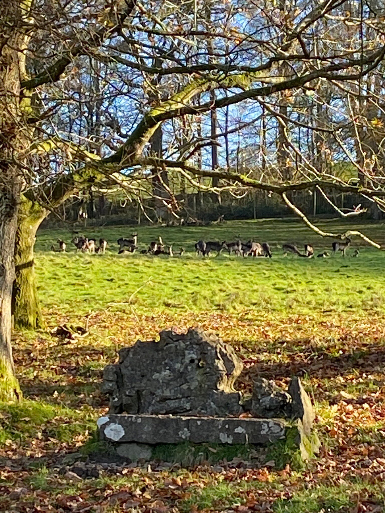 Hare and Hounds Levens-官方