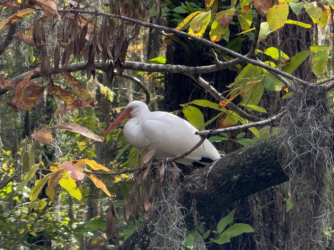 Mount Dora Boating Center & Marina-Mount Dora必去景点