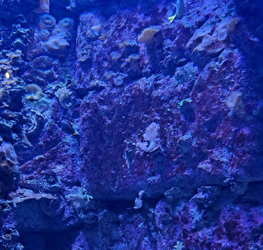 Malta National Aquarium-卡拉必去景点