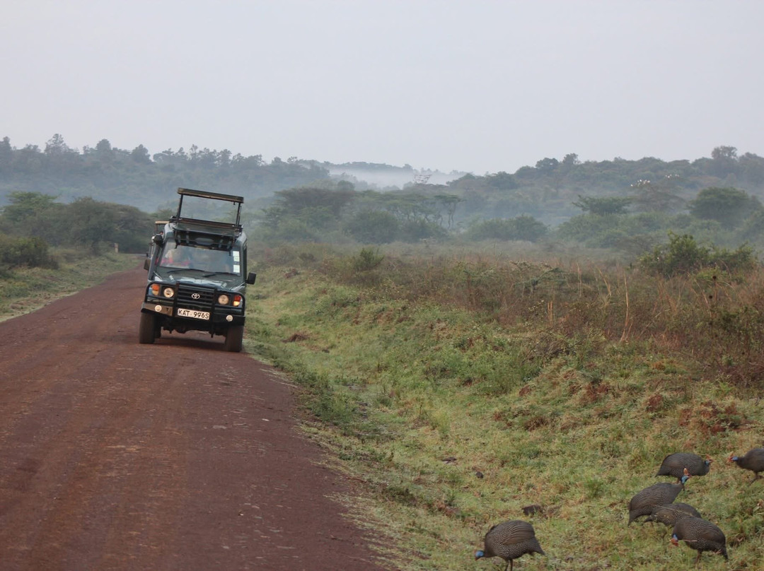 Adept Kenya Safaris-内罗毕必去景点