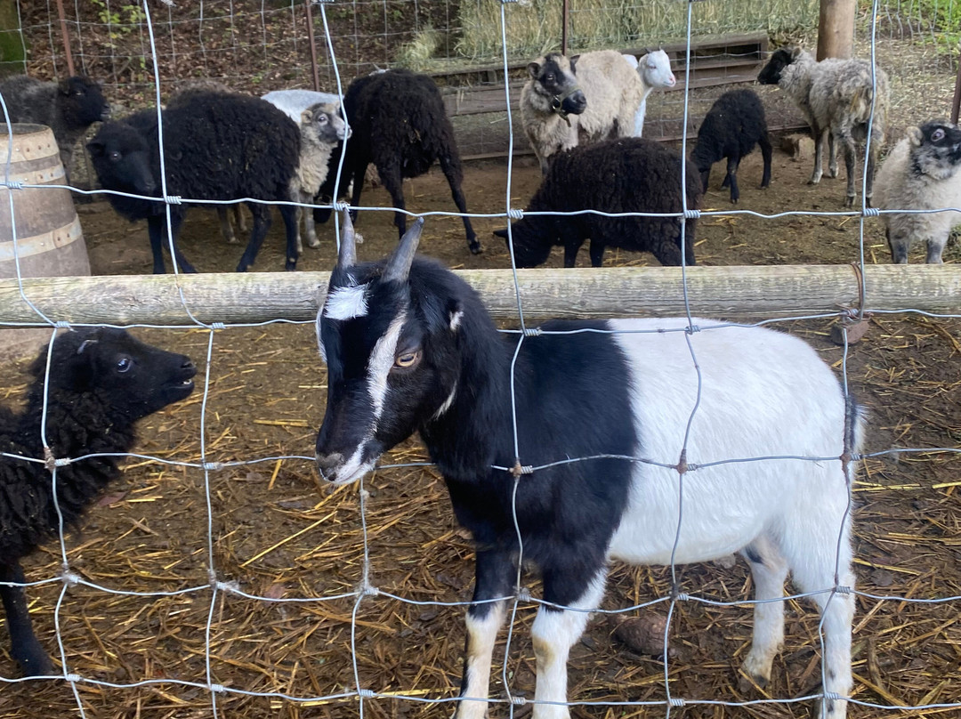 Tres Sabores Winery-圣海伦娜必去景点