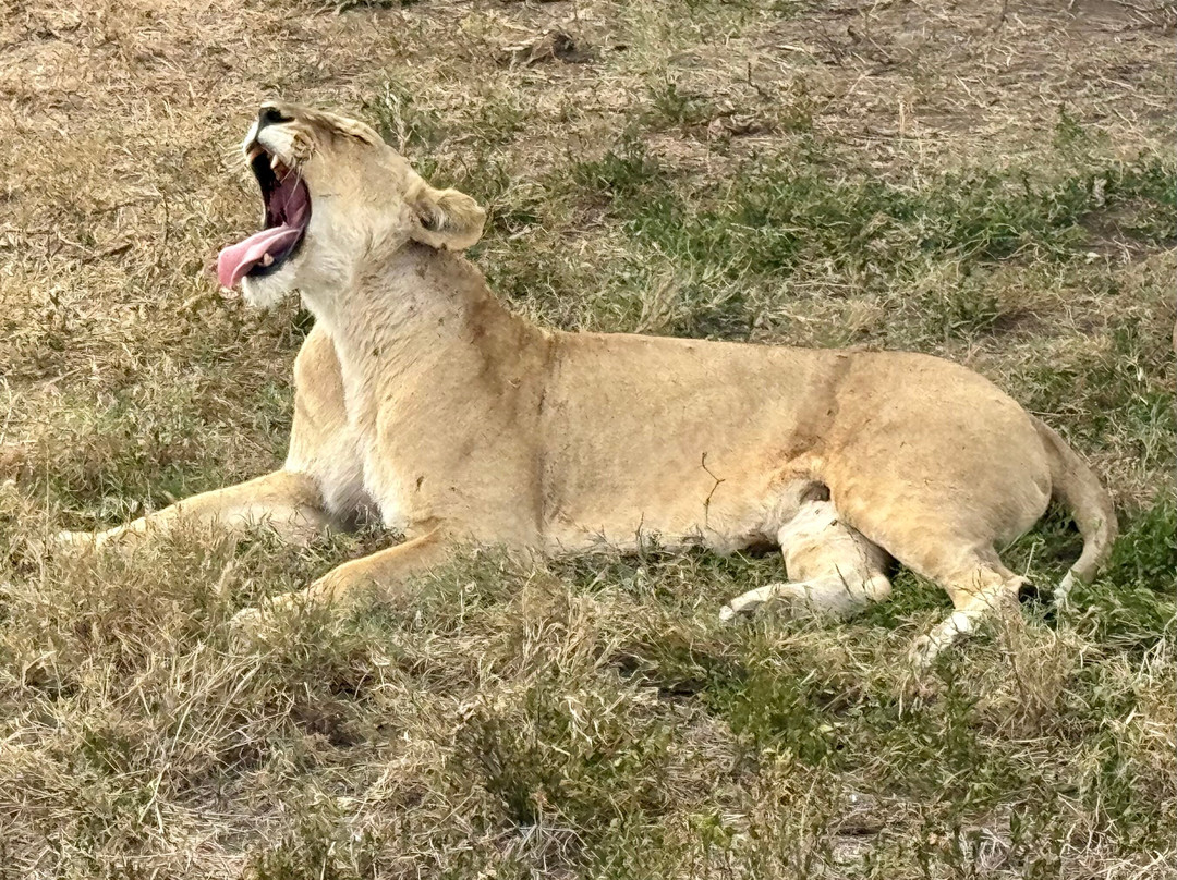 EXG Safaris LLC-California City必去景点