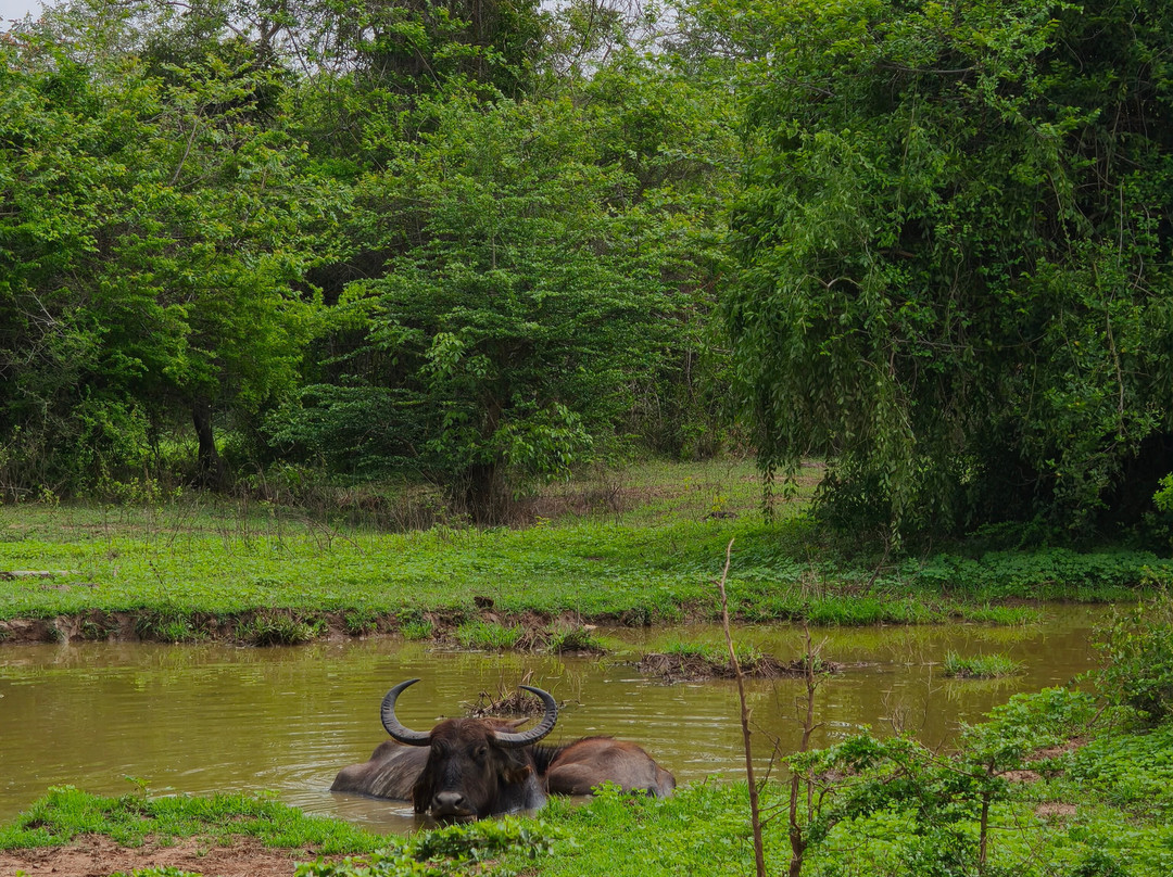 Yala Bundala NPA Safari-蒂瑟默哈拉默必去景点