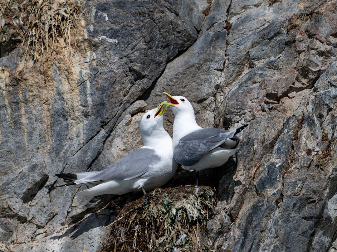 The Fjord of Eternity-Maniitsoq必去景点