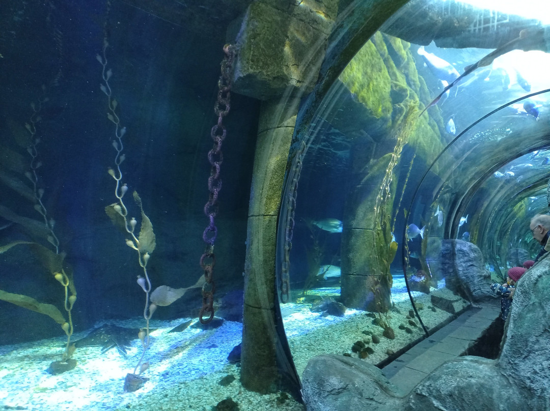 SEA LIFE Loch Lomond Aquarium-Balloch必去景点