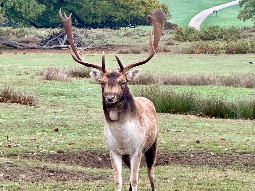 Knole - National Trust-Sevenoaks必去景点