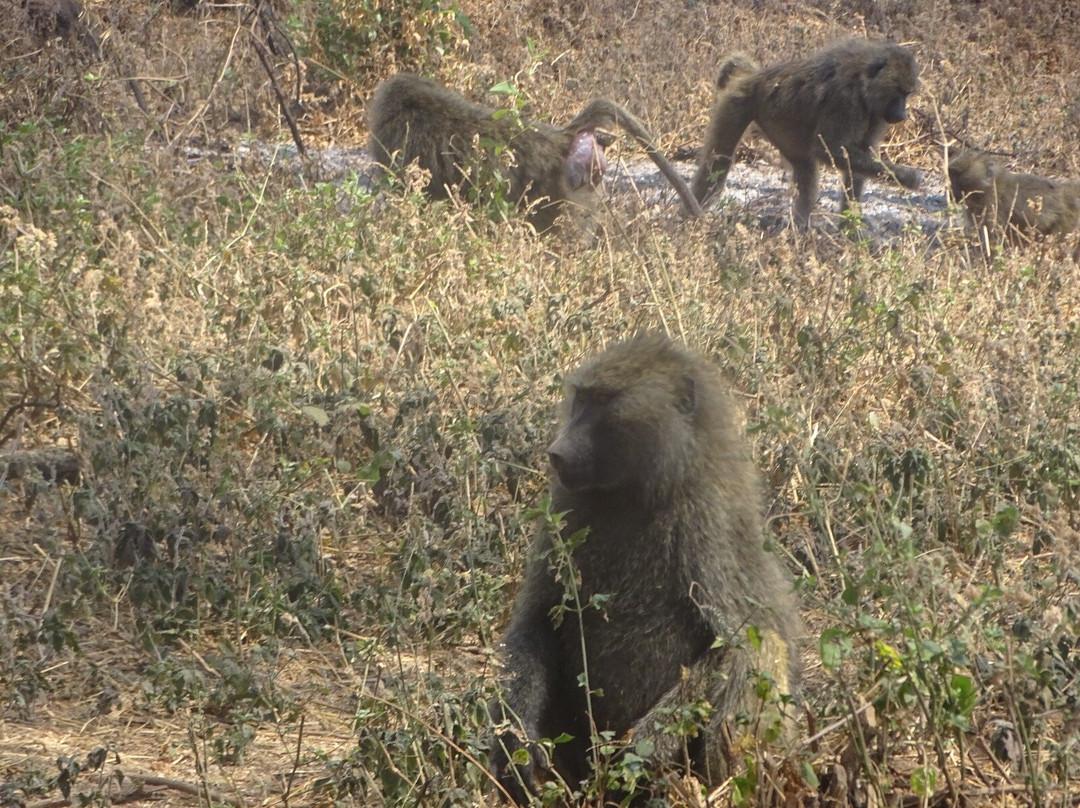 Katambuga Expedition-阿鲁沙必去景点