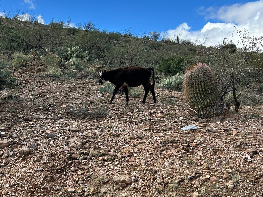Tucson Adventure Rentals-图森必去景点