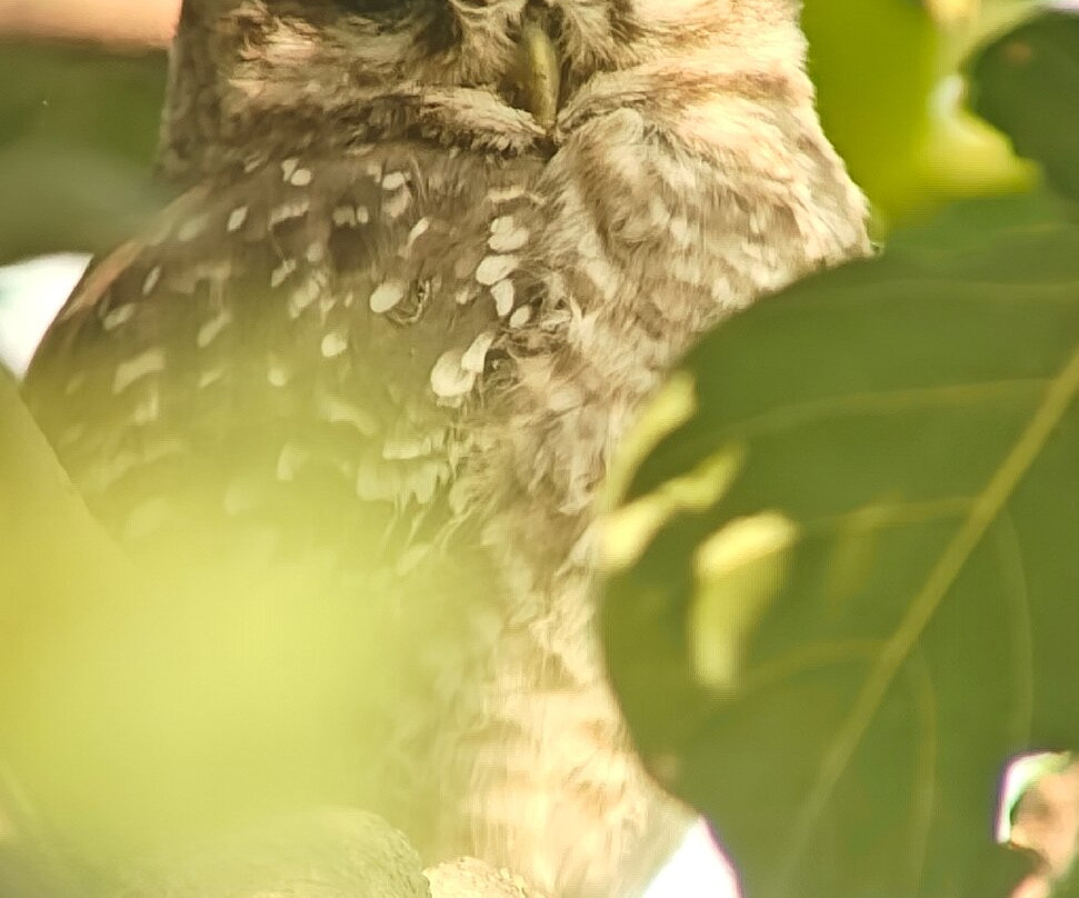 Bharatpur Bird Sanctuary-巴拉特浦必去景点