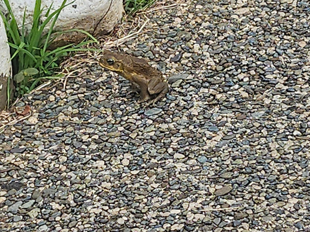 塔努阿天空洛奇主图