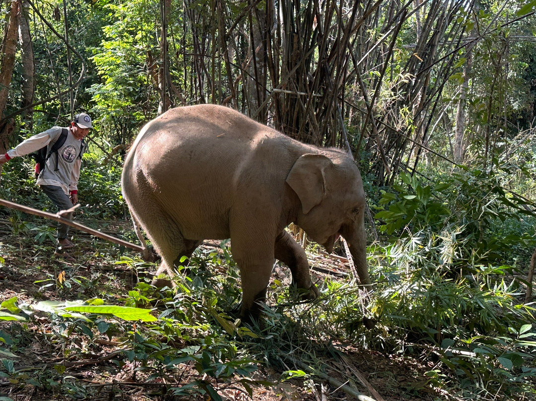 MandaLao Elephant Conservation-琅勃拉邦必去景点