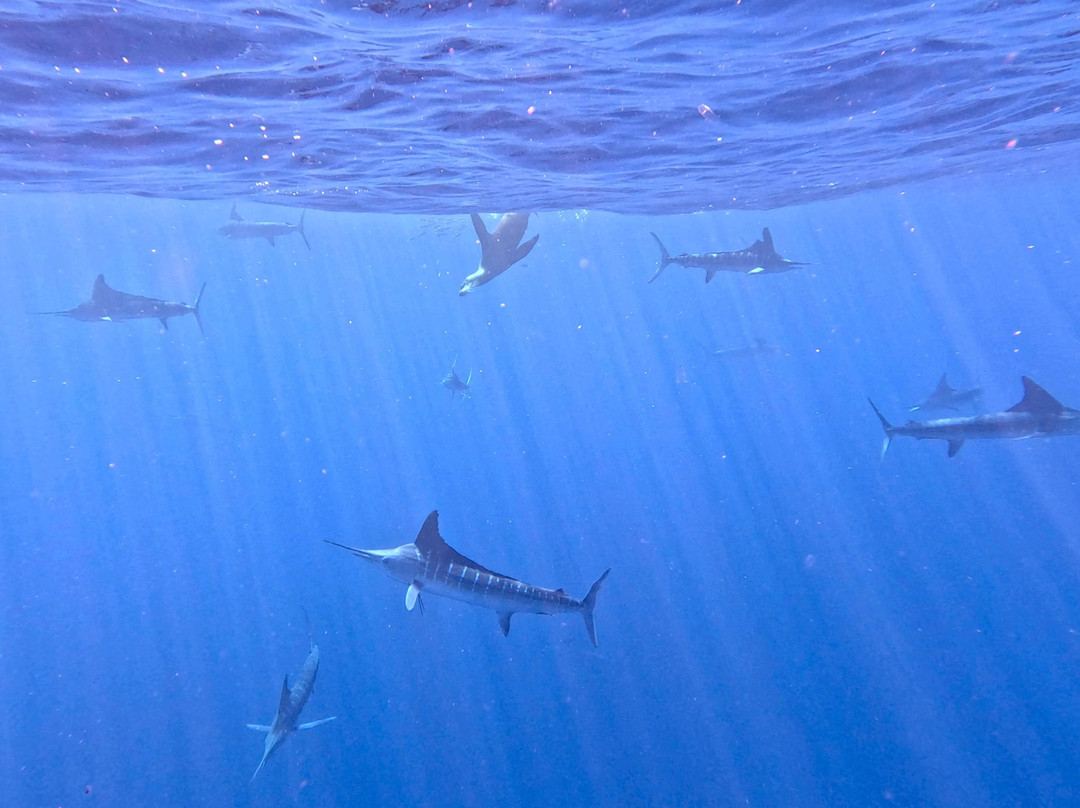 Magbay Seafaris-Puerto San Carlos必去景点