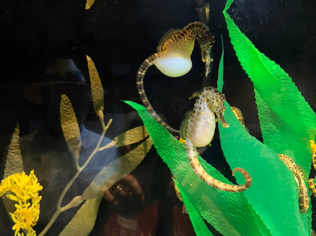 海洋骑士海马牧场-凯鲁瓦-柯纳必去景点