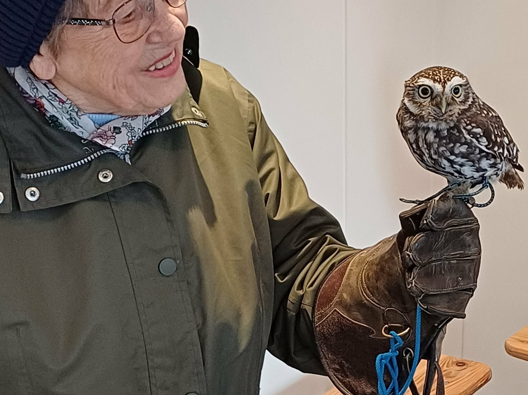 Feathers and Fur Falconry Centre-布拉克内尔必去景点