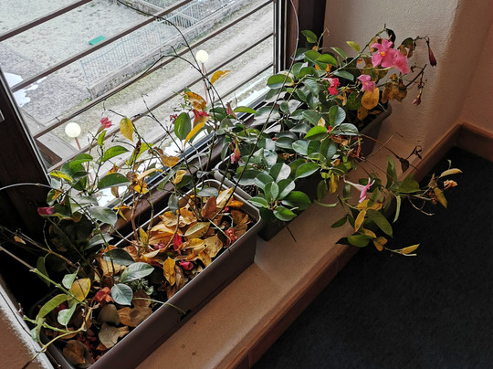 Hotel alle Rose主图