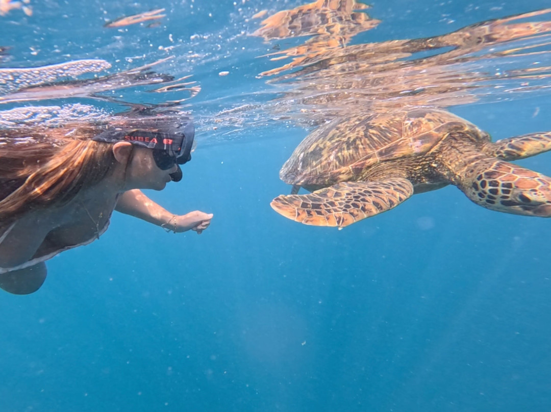 Green Turtle Tours