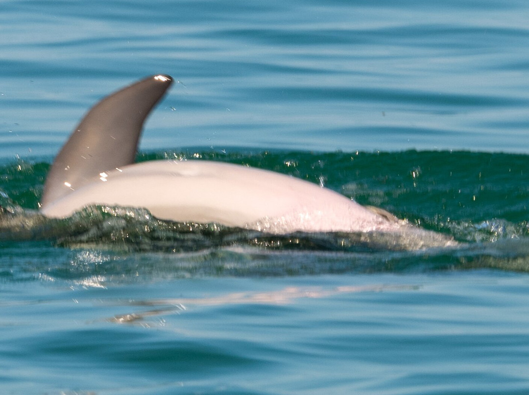 Wild About Dolphins-基韦斯特必去景点
