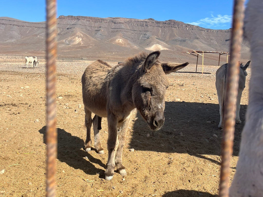 The Animal Academy-Antigua必去景点