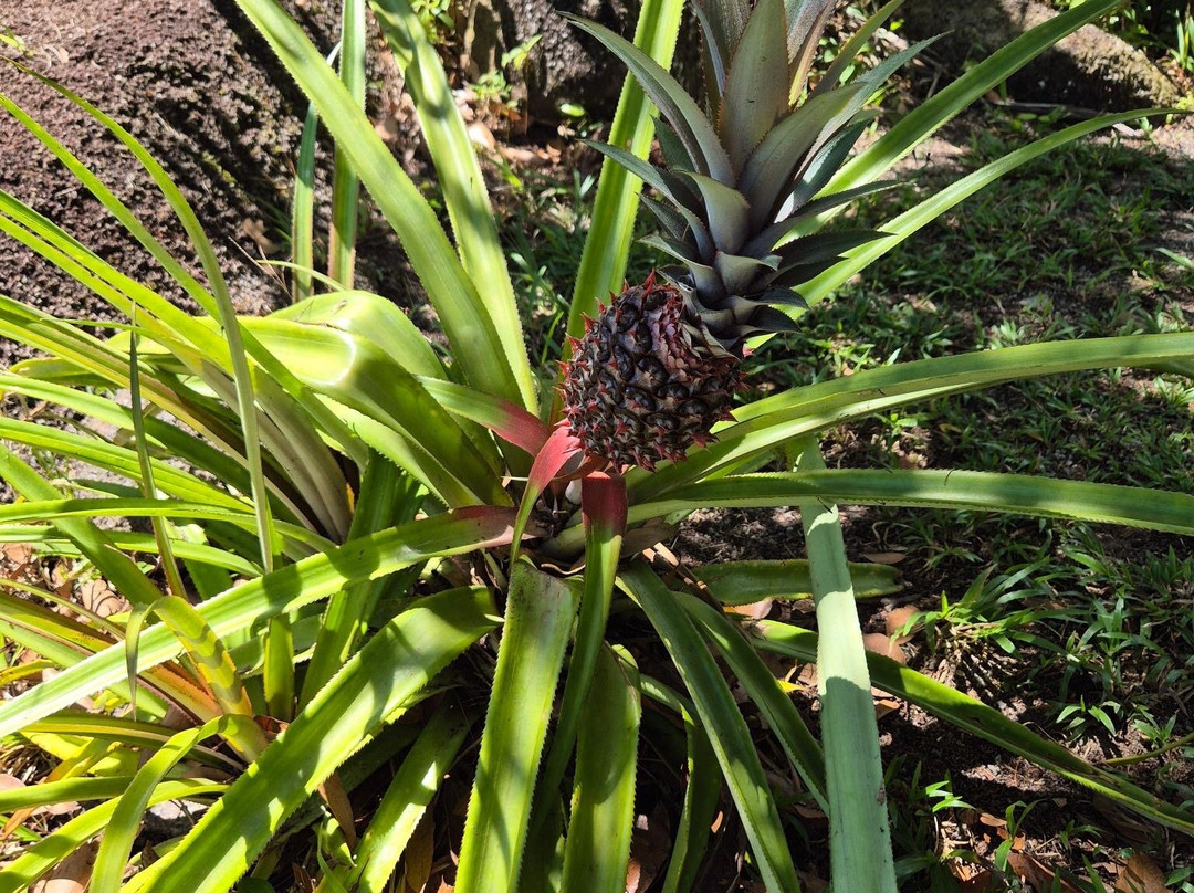 Vallée Des Fruits-大安塞区必去景点